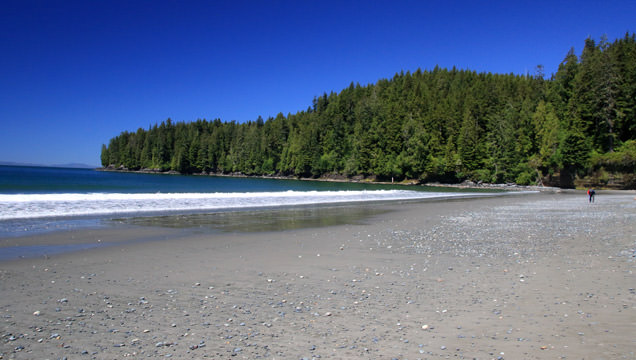picture of a beach, with blue skies, and a line of pine trees in the background